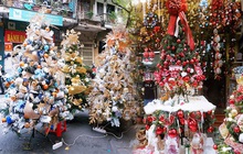 Hà Nội: Thị trường cây thông Noel nhộn nhịp, mức giá từ 10 - 20 triệu hút khách mua