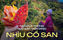 Mùa lá phong rực sắc đỏ vàng trên cung đường trekking ấn tượng ngay tại Việt Nam
