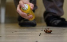 Những cách đuổi côn trùng ra khỏi nhà một cách thân thiện