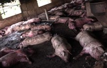 Sét đánh trúng trang trại, đàn lợn hơn 200 con của 1 gia đình chết la liệt