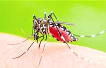 Sốt xuất huyết tăng đột biến, Bình Dương "tiêm vắc xin" cho muỗi