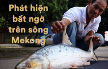 Campuchia bất ngờ phát hiện cá chép hồi khổng lồ trên sông Mekong sau 20 năm "vắng bóng"