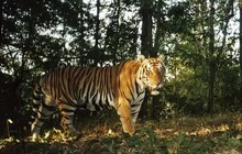 Thông tin mới về vụ hổ tự nhiên xuất hiện ở Vườn quốc gia Phong Nha - Kẻ Bàng
