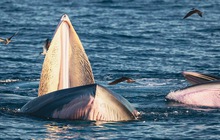 Nhiếp ảnh gia chia sẻ kinh nghiệm săn ảnh cá voi ở biển Đề Gi