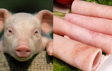 Ở con lợn có 1 thứ có thể bơm collagen, ổn định đường huyết, dưỡng mạch máu tốt nhưng nhiều người vứt bỏ