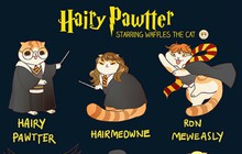 Khi các nhân vật nổi tiếng biến hóa thành mèo ú: Harry Potter hay công chúa Disney đều dễ thương miễn bàn