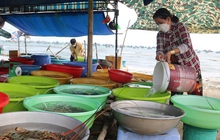"Cân điêu" hải sản ở Mũi Né, địa phương đề nghị tháo dỡ lều quán