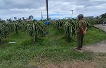 Điều tra vụ người đàn ông tử vong trong vườn thanh long