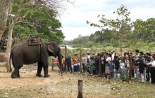 Trung tâm du lịch ở Đắk Lắk dừng khai thác dịch vụ cưỡi voi