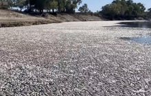 Hàng triệu con cá chết trên sông ở Australia, mùi thối rữa bốc khủng khiếp
