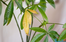 5 bước để cứu cây cảnh khi lá bị chuyển sang màu vàng