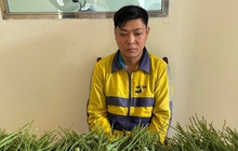 Hà Nội: Mang hơn 5kg cây thuốc phiện ra cổng trường đại học bán