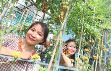 Vườn rau trái trĩu quả trên mái nhà giúp bà chủ 8x xả stress, lại có thu nhập khá