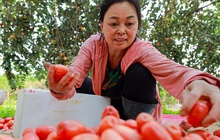 Về thăm "thủ phủ" trồng nhót ở Hà Nội: Người dân than "được mùa nhưng mất giá"