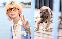 Sau 3 năm, nghi vấn G-Dragon ngược đãi thú cưng đã được làm sáng tỏ