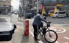 Ngựa vằn xổng chuồng, đi lang thang trên đường phố Seoul
