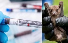 Bệnh do virus Marburg lây nhiễm thế nào?