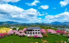 Chùm ảnh hoa anh đào bừng nở ở khắp nơi trên thế giới