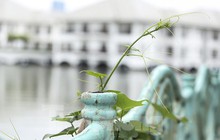 Hàng trăm quả cầu gang trên lan can Hồ Tây bị đánh cắp