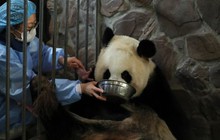 Nghề ''khó'' nhất Trung Quốc: Hàng trăm người xin thử việc, không ai trúng tuyển
