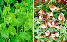 Loại rau từng bị coi là cỏ dại ở Việt Nam, nhưng trên thế giới là vị thuốc quý