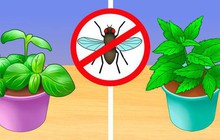 6 cách diệt côn trùng không cần sử dụng hóa chất