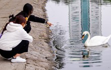 Đàn thiên nga nuôi thí điểm ở hồ Thiền Quang giờ ra sao?