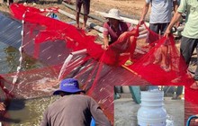 Nghi vợ ngoại tình, người đàn ông làm chết hơn 11 tấn tôm