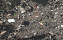 TP.HCM: Nước bị ô nhiễm, cá chết hàng loạt trên kênh Nhiêu Lộc - Thị Nghè