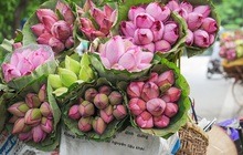 Sen đầu mùa hút khách, chị em thích thú tìm mua về cắm