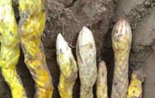 Lão nông đào đất đụng 7 "con rắn", chuyên gia: 'Lập tức phong tỏa hiện trường!'