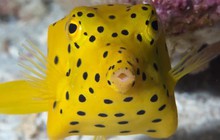 Vì sao loài cá nóc hòm vàng có thể bơi với cơ thể hình hộp vuông vức?