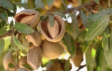 Ăn 1 nắm nhỏ hạt này mỗi ngày, vừa no lâu, giảm cân còn trẻ ra trông thấy