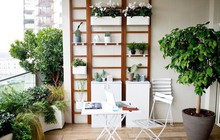 Cách trồng cây cảnh hợp lý cho ban công nhỏ của chung cư