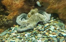 Oclantis: Thành phố dưới nước do bạch tuộc xây dựng