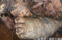 Lão nông báo tin phát hiện ''vật thể hình bàn chân'', chuyên gia: ''Bán nó sẽ có tiền''