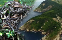 Hòn đảo có hàng trăm nghìn con rắn độc, nơi loài người không dám đặt chân