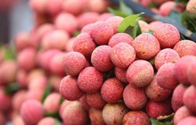 Vải thiều Việt Nam có giá hơn 400.000 đồng/kg tại Anh