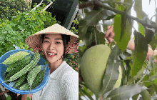 Cận cảnh khu vườn sân thượng trong nhà phố của Diệp Bảo Ngọc: Tự mình bắt sâu hái quả, không cần đi chợ mỗi ngày