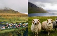 Faroe - quần đảo thiên đường của cừu và những ngôi nhà đầy sắc màu mọc trên cỏ xanh