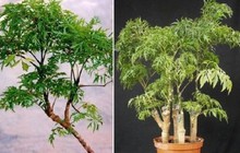 Có nên trồng cây đinh lăng trong nhà?