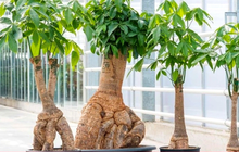 Những loại cây phong thủy nên trồng trong nhà