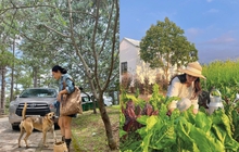 Thu nhập tăng, sống thảnh thơi sau khi nghỉ việc văn phòng để ra đảo, lên rừng tự kinh doanh