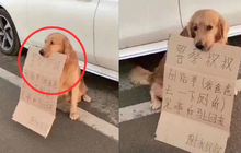 Thấy chó Golden đứng lì cạnh xe ô tô, cô gái cười nghiêng ngả khi đọc nội dung tờ bìa trong miệng nó