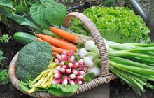Gia đình trẻ rời nhà phố chật hẹp, về sống trong ngôi nhà có vườn rau xanh mướt