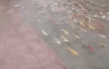 Mưa lớn, hàng trăm con cá Koi vượt ao lên sân ủy ban huyện