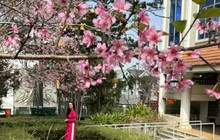 Loài hoa nhuộm hồng ngôi trường có cảnh quan đẹp bậc nhất Đông Nam Á