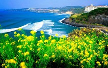 Vì sao mùa hè Jeju hấp dẫn du khách Việt?