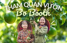 Tham quan vườn bơ trĩu quả, ăn thử món "bơ sữa" dẻo thơm cùng Hana Ban Mê