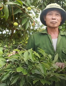 Người dân Bắc Giang bất lực vì vải thiều mất mùa: "Chưa năm nào tôi thấy đáng sợ như năm nay"